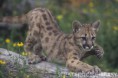/album/fotogaleria/c0067614-mountain-lion-felis-concolor-spl-jpg/